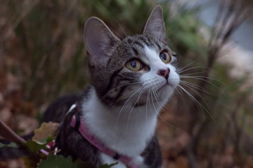 Cat on a leash looking up