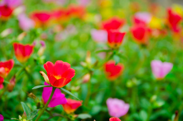 colorful of Verdolaga flowers