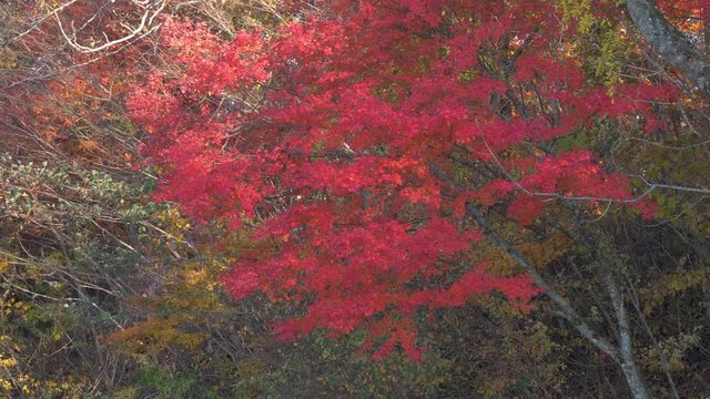 Maple Leaves Swaying in a Wind on a Sunny Autumn Day