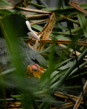 Femelle poule d'eau et ses petits sur l'&eacute;tang de Corot