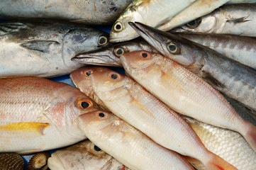 Fresh seafood background