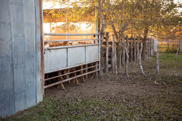 Cattle in pens preparing to ship