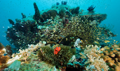 Fototapeta na wymiar Reef scenic with spinecheek anemonefish, Premnas bieculatus, Bangka Island Sulawesi Indonesia.