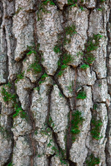 tree bark overgrown with moss