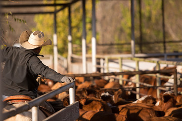Rancher preparing to weigh and ship cattle