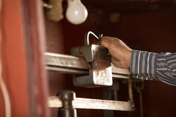 Weighing cattle before shipping