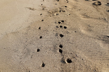 footprints in the sand on the shores of the Mediterranean Sea in the north of Israel