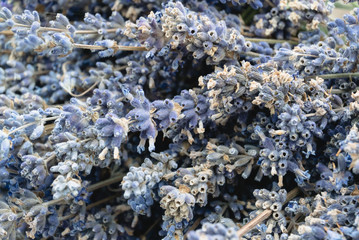 Dry lavender flowers against white background. Inflorescences of lavender.Top view. Background. Texture