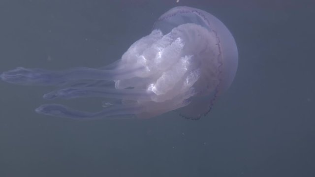 Barrel jellyfish (Rhizostoma pulmo) Underwater shot, close-up