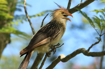 Guirakuckuck