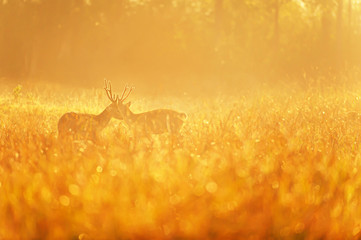 Two males Hog Deer fight for mating rituals.