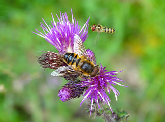  Frühling - Blüte mit Bienen - Flower and Bees