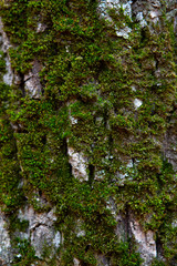 tree bark overgrown with moss
