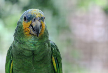 Portrait of a Parrot