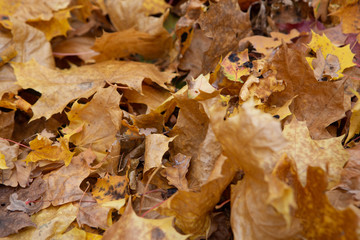 Bright background made of fallen autumn leaves