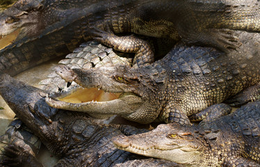 Big crocodiles close up