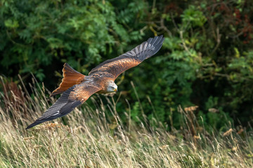 Red Kite (Milvus milvus) flying with wings spread in flight