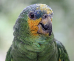 Portrait of a Parrot