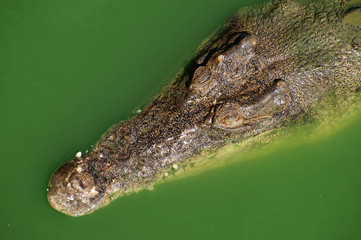 Big crocodile in green river water