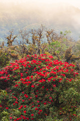 Blooming Rhododendron forest in autumn.
