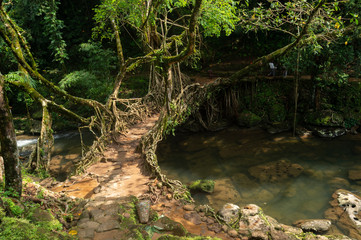 Living root Bridge in Meghalaya,India,Asia
