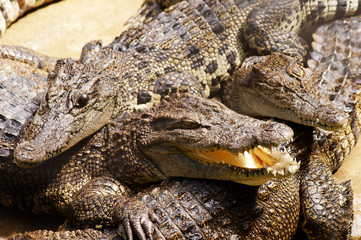 Big crocodiles close up