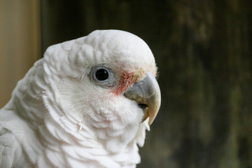 White Parrot Bird