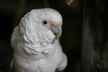 White Parrot Bird