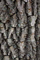 Fototapeta premium Tree bark closeup. Texture background