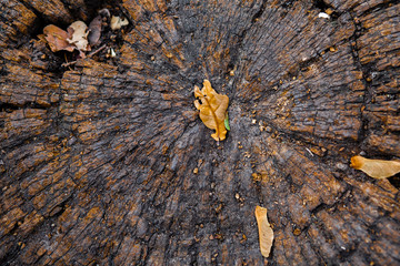 A yellow leaf on a tree stump. The concept of fall season