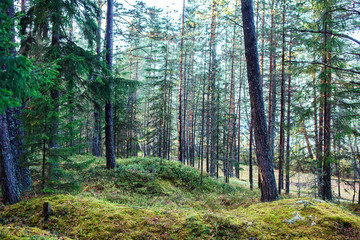 outdoor landscape seasonal, golden autumn wild forest