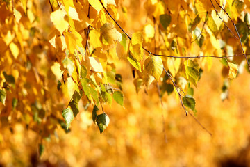yellow leaves on the overhanging branches of birches illuminated by the bright autumn sun