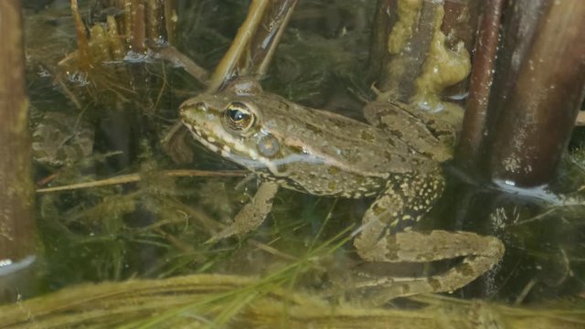 Close up of Frog In the water. Green frog sitting in a swamp