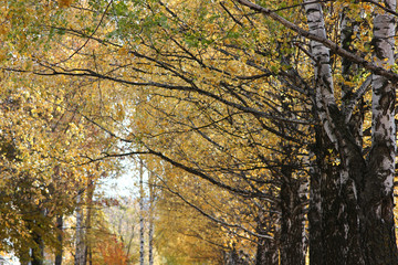 Fototapeta premium view of the park avenue of autumn birches with yellow leaves