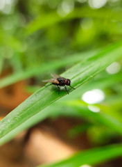 Housefly is sitting on a leaf, Macro Shot with Blurred background.