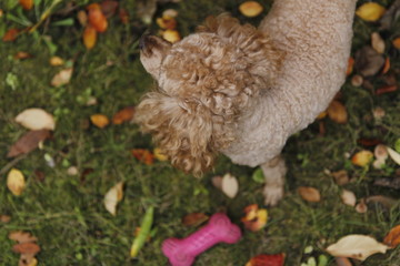 The dog in autumn park is playing his toy