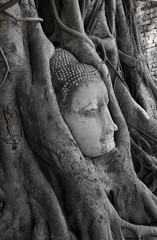 Head of Sandstone Buddha in The Tree Roots at Wat Mahathat, Ayutthaya, Thailand