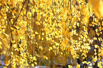 yellow leaves on the overhanging branches of birches illuminated by the bright autumn sun