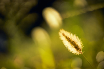 Obraz premium ねこじゃらし