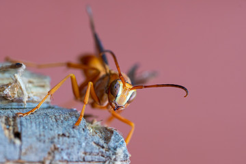 wasp on wood