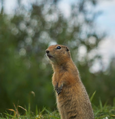 gopher stands and watches carefully