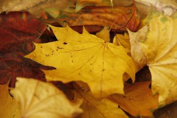 Multicolour pattern of autumn leaves