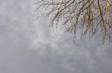 bare branches of trees against the gloomy sky in the clouds