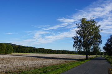 Einsamer Baum vor abgemähter Wiese im Dorf Stockheim
