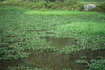 Tropical green pond landscape and pond view. Summer green water pond.