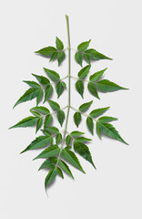 Obraz premium Fresh green leaves of a small branch of tree on isolated background.