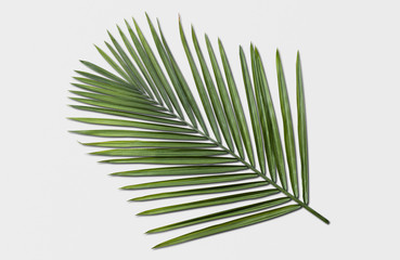 Beautiful palm tree leaves on isolated background.