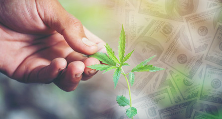 young cannabis tree with dollar banknote in background