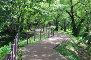 公園　桜並木