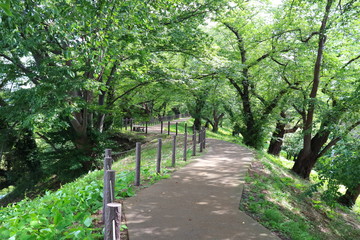 公園　桜並木